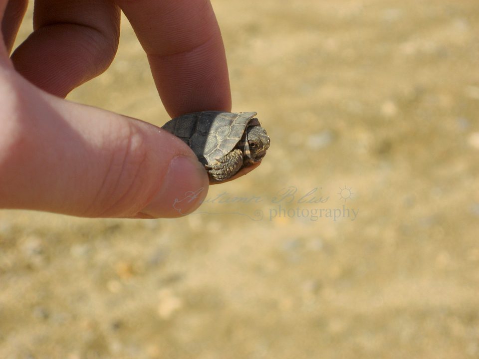 30 Day Blog Challenge, Day 23: Tiny Tortoise