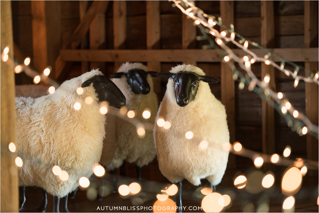 sheep-maine-wedding-barn-wedding.jpg