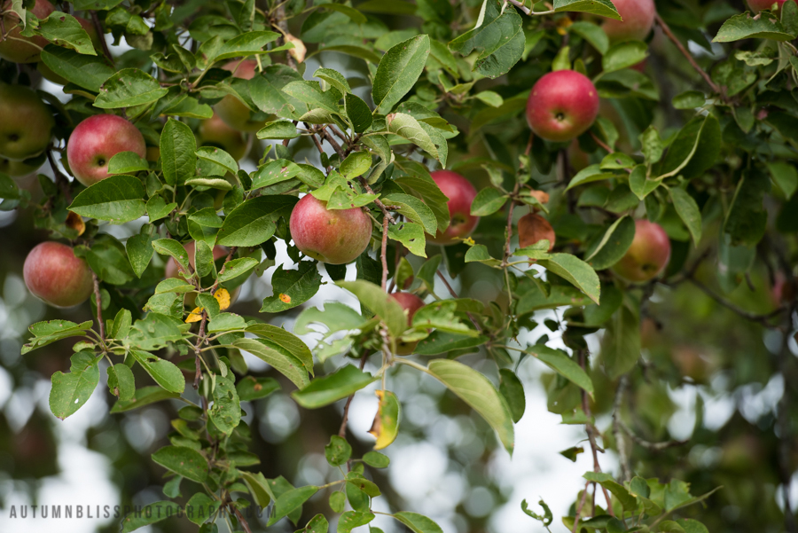 apple-tree